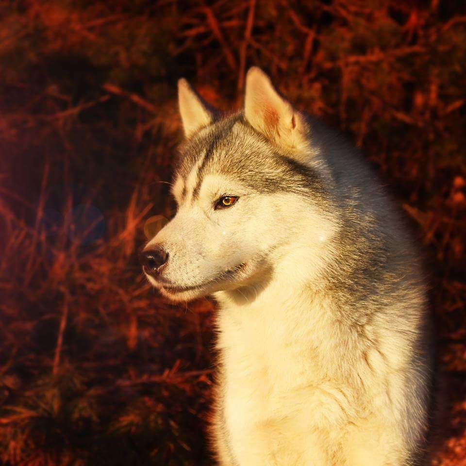 Les Siberian Husky de l'affixe Dream Of Sunshine