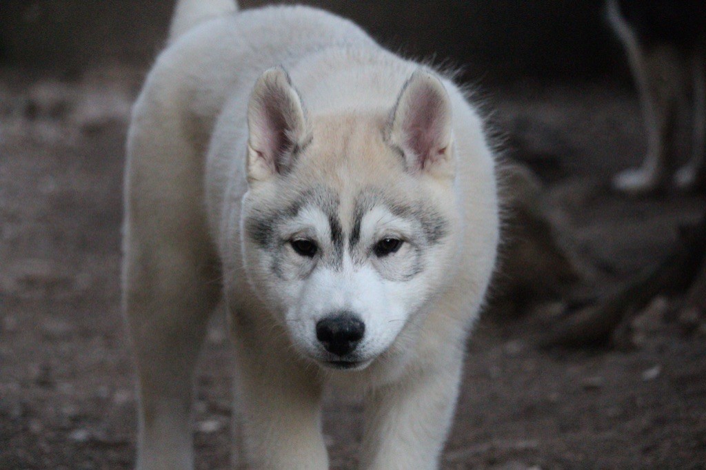 Dream Of Sunshine - Chiots disponibles - Siberian Husky